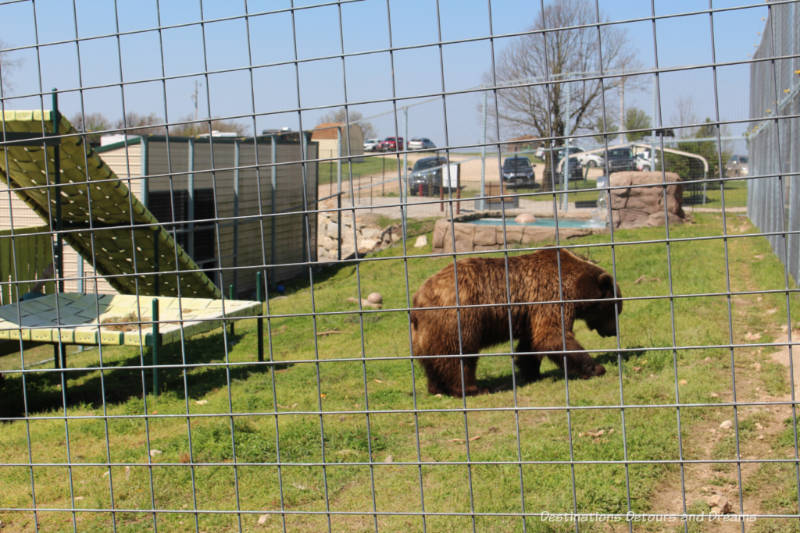 Bear at Turpentine Creek Wildlife Refuge in Eureka Springs, Arkansas