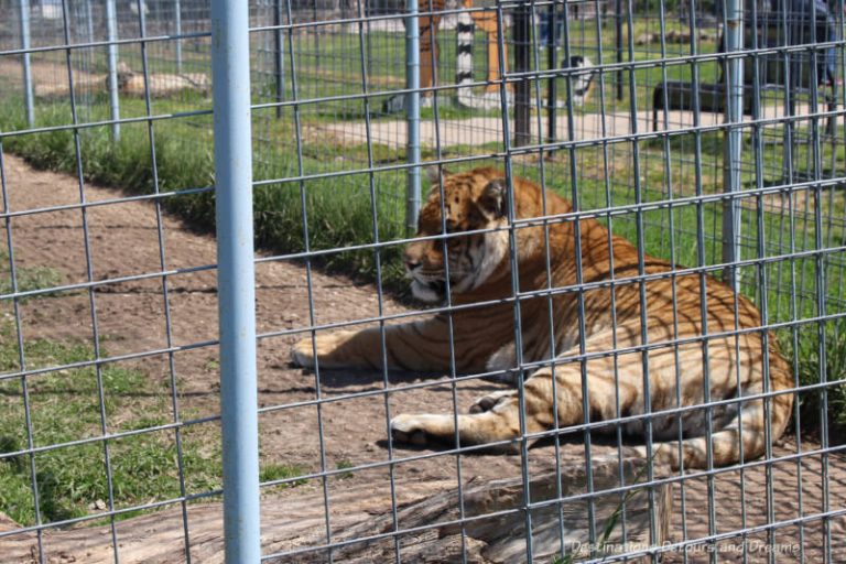 Saving Big Cats and Other Animals at Turpentine Creek Wildlife Refuge