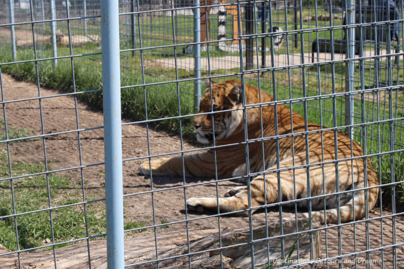 Tiger at Turpentine Creek Wildlife Refuge in Eureka Springs, Arkansas