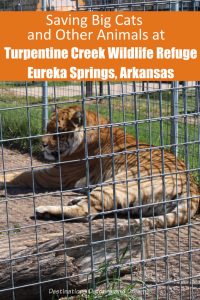 Saving big cats and other animals at Turpentine Creek Wildlife Refuge in Eureka Springs, Arkansas #Arkansas #EurekaSprings #animalrefuge #wildlifesanctuary