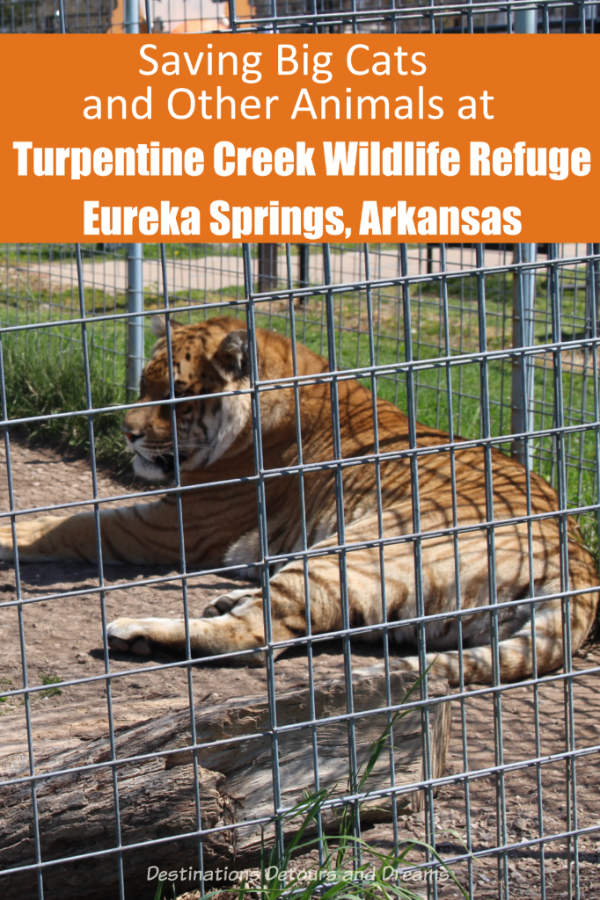 Turpentine Creek Wildlife Refuge in Eureka Springs, Arkansas provides refuge for big cats and educates the public