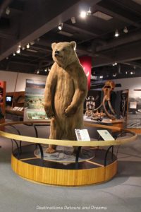 Brown bear at entrance to Alaska Gallery in Museum of the North