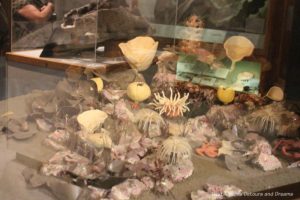 Beaufort Sea coral display at Museum of the North