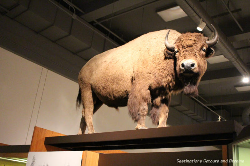 A 36,000-year-old mummified Alaska steppe bison at Museum of the North