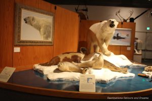 Coastal mammals at Museum of the North