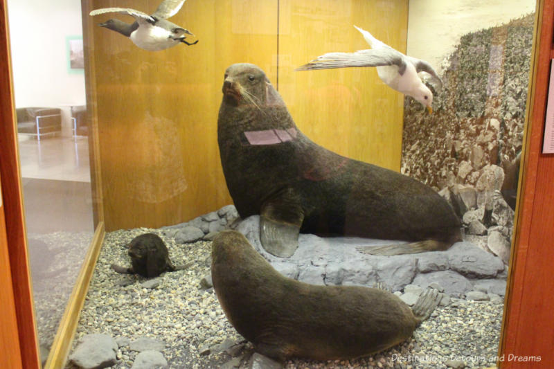 Seal display at Museum of the North