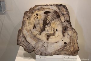 Ancient petrified wood at Museum of the North