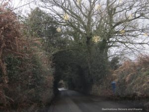 Lights in the trees along a country lane in England