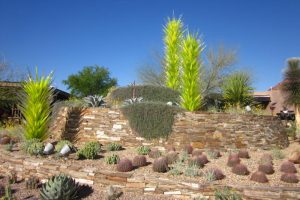 Cacti, and Chihuly art trees at front of the Desert Botanical Garden in Phoenix