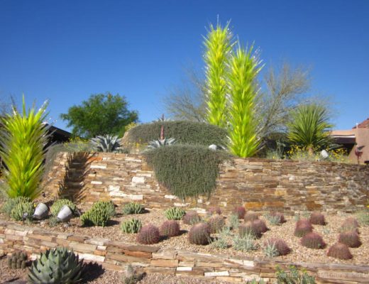 Cacti, and Chihuly art trees at front of the Desert Botanical Garden in Phoenix