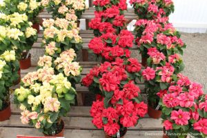 Poinsettias at Carlsbad Ranch