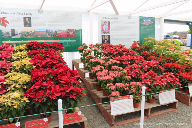 Poinsettia information display at Carlsbad Ranch