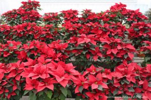 Poinsettias at Carlsbad Ranch