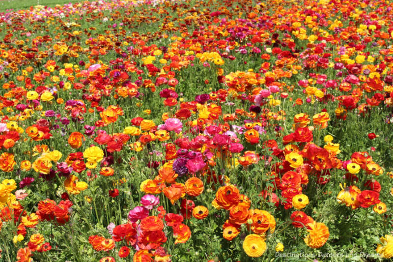 Carlsbad Ranch Flower Fields in spring