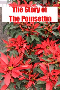 Poinsettias at Carlsbad Ranch: Learning about how the poinsettia became associated with Christmas at a spring display at Carlsbad Ranch, California #poinsettia #California #Christmas