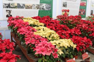 Poinsettias at Carlsbad Ranch