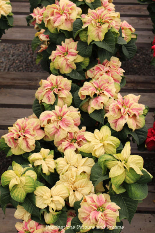 Poinsettias at Carlsbad Ranch