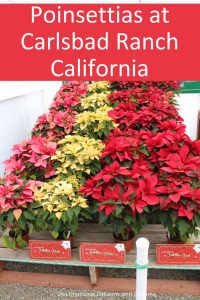 Poinsettias at Carlsbad Ranch: Learning about how the poinsettia became associated with Christmas at a spring display at Carlsbad Ranch, California #poinsettia #California #Christmas