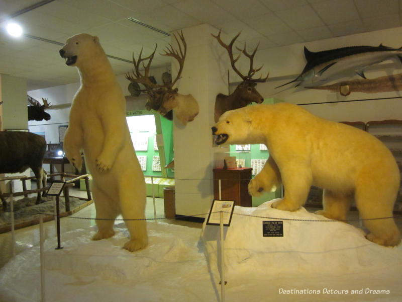 Stuffed bears at the Ralph Foster Museum in Branson, Missouri