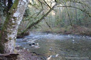 Salmon run at Goldstream Provincial Park