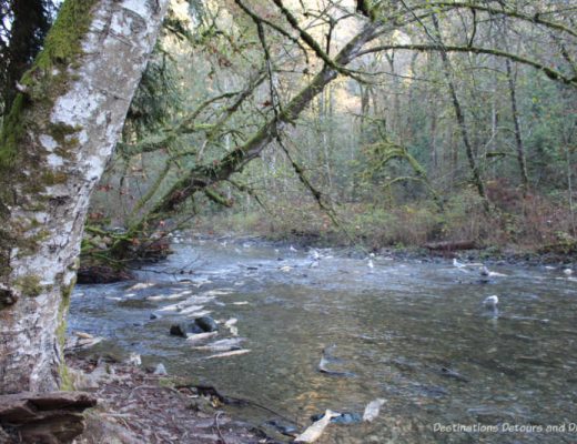 Salmon run at Goldstream Provincial Park