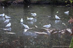 Birds feeding on salmon carcasses during the salmon run in Goldstream Provincial Park on Vancouver Island
