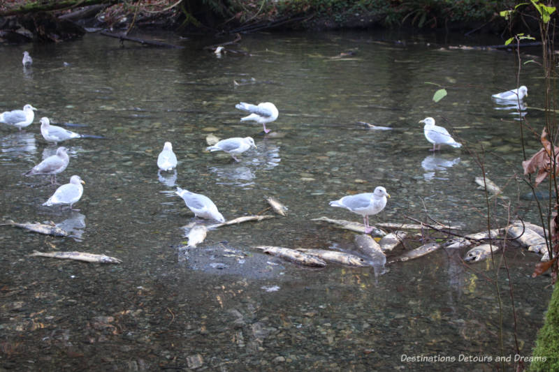 Birds feeding on salmon carcasses during the salmon run in Goldstream Provincial Park on Vancouver Island