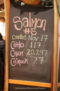 Salmon run counts at Goldstream Provincial Park on Vancouver Island