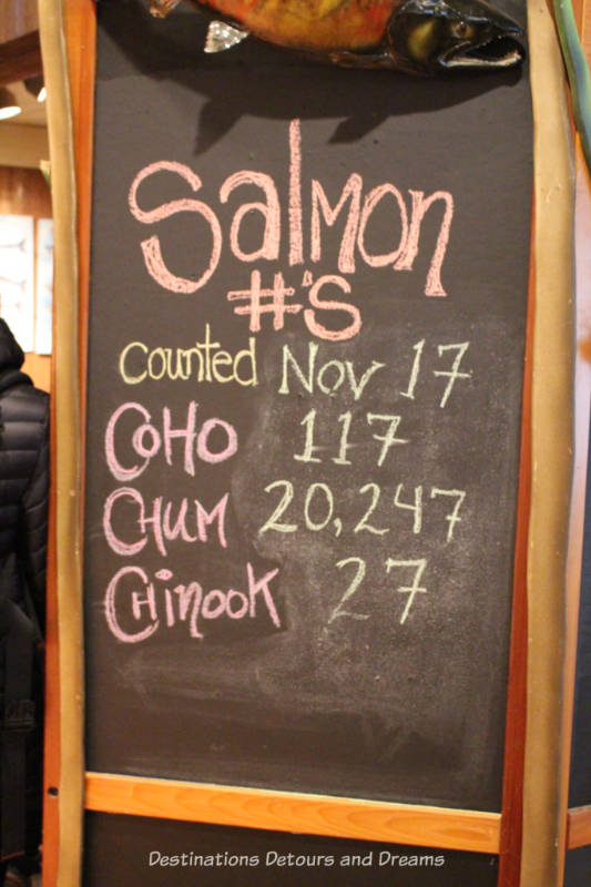 Salmon run counts at Goldstream Provincial Park on Vancouver Island