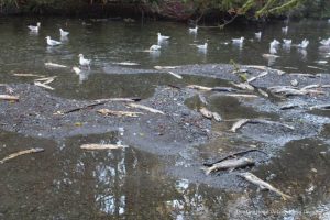 Salmon carcasses and bird at Goldstream Provincial Park during the annual salmon run