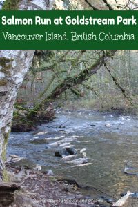 Salmon run in Goldstream Provincial Park on Vancouver Island. This annual event when Pacific salmon return to the stream of their birth to spawn a next generation is a fascinating spectacle of nature. #Canada #nature #BritishColumbia #salmonrun