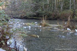 Salmon run in Goldstream River on Vancouver Island