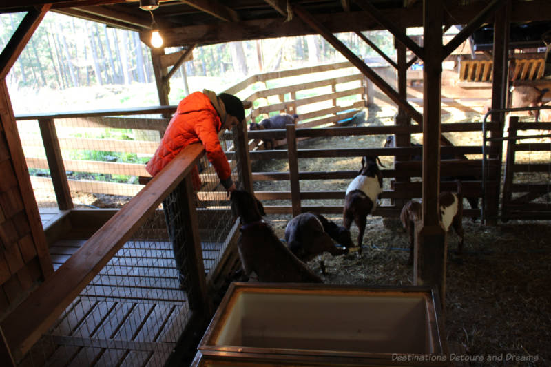 Goats at Salt Spring Island Cheese Company, Canada