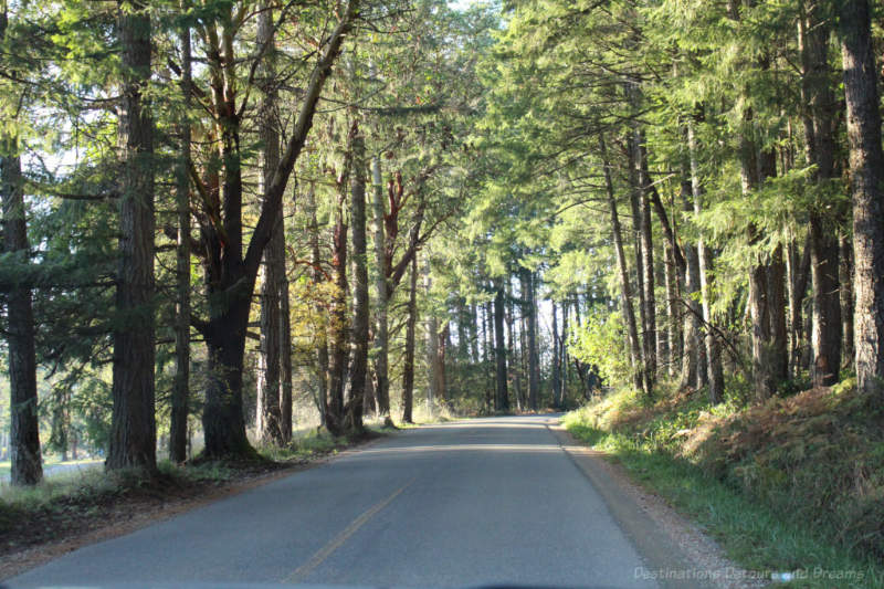 Forested drive on Salt Spring Island, Canada
