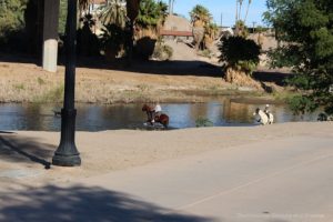 Colorado River in Yuma, Arizona