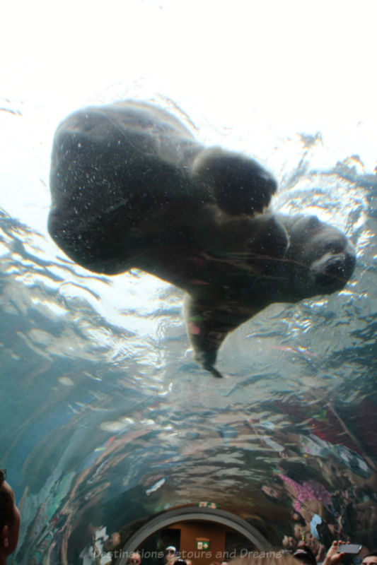 Polar bear viewed from underwater tunnel at Journey to Churchill Exhibit at Assiniboine Park Zoo, Winnipeg, Manitoba