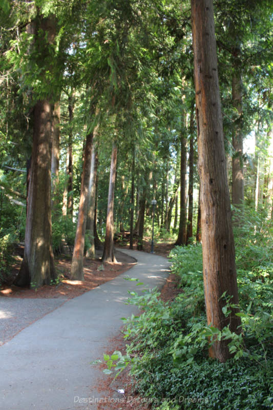 A forested path on campus at University of British Columbia, Vancouver, Canada
