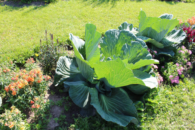 Large cabbage plants in Georgeson Botanical Garden in Fairbanks, Alaska