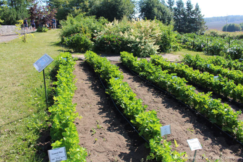 Celery growing in Georgeson Botanical Garden in Fairbanks, Alaska