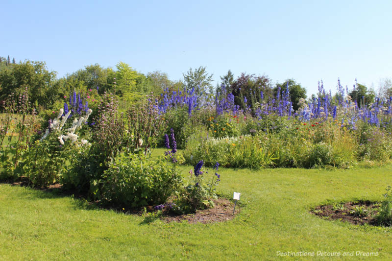 Blue Delphiniums blooms at Georgeson Botanical Garden in Fairbanks, Alaska