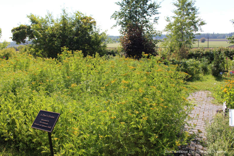 Dye Garden at Georgeson Botanical Garden in Fairbanks, Alaska