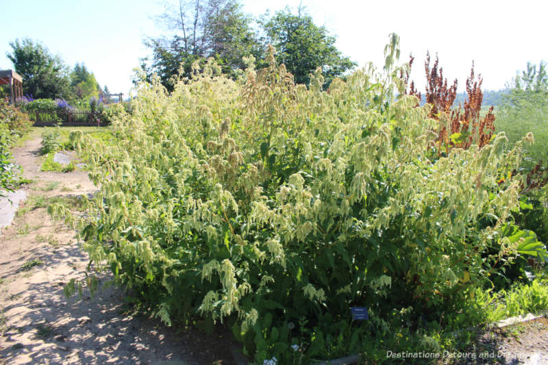 Wild rhubarb plant at Georgeson Botanical Garden in Fairbanks, Alaska