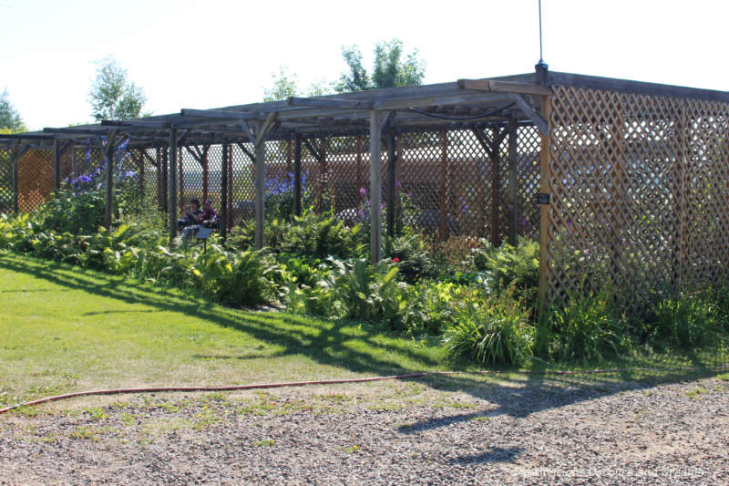 Shade garden under latticework at Georgeson Botanical Garden in Fairbanks, Alaska