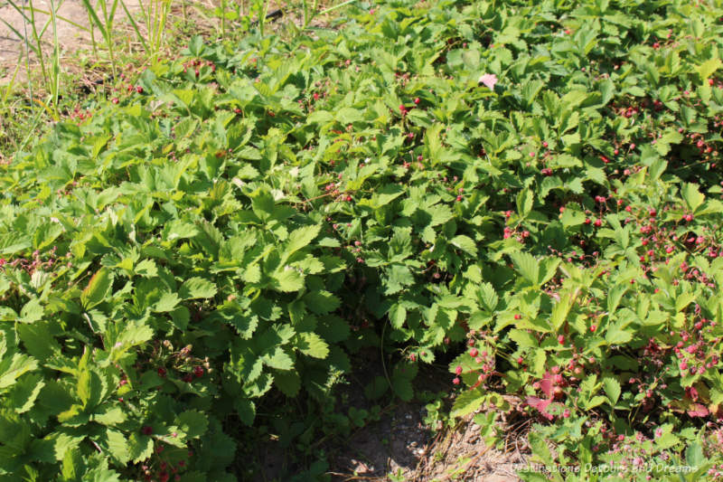 Strawberry plants at Georgeson Botanical Garden in Fairbanks, Alaska