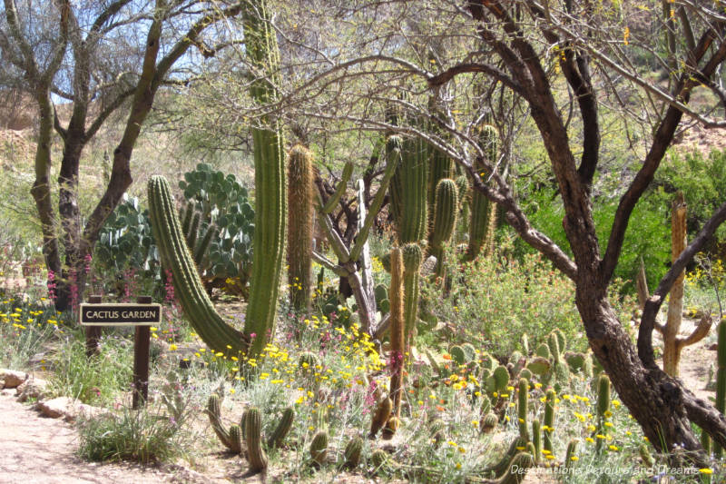 Cactus Garden at Boyce Thompson Arboretum