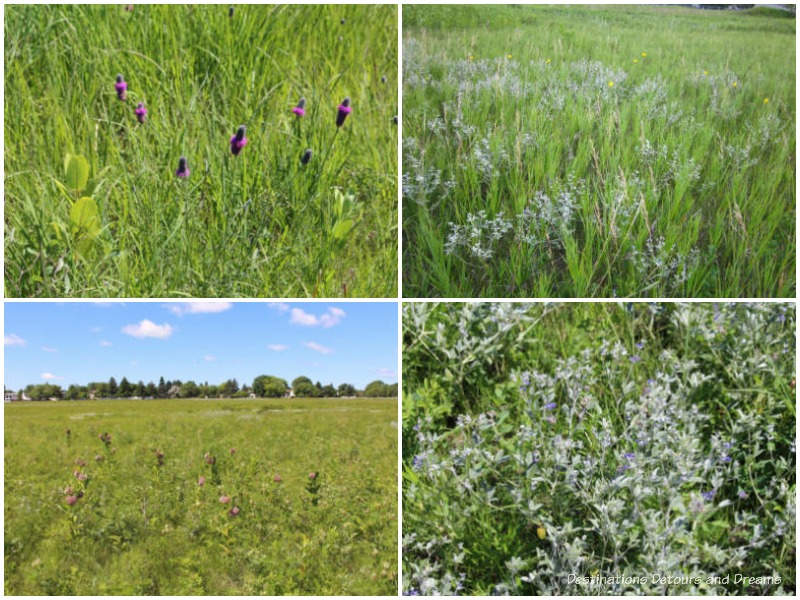 Flowers and grasses at the Living Prairie Museum in Winnipeg, Manitoba