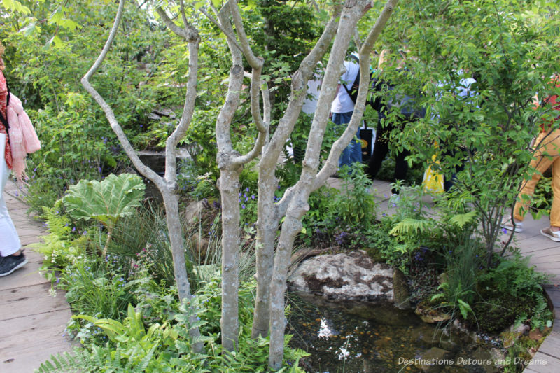 Walking path through the RHS Back To Nature Garden at the 2019 Chelsea Flower Show