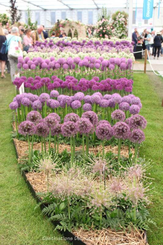 Alliums at the Chelsea Flower Show