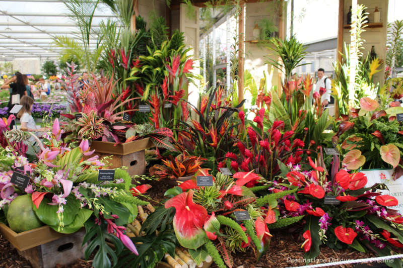 Red and green of the tropical plants in the Barbados display at the 2019 Chelsea Flower Show