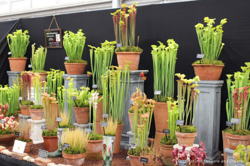 Display of carnivorous plants at the Chelsea Flower Show